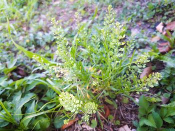 High angle view of plants growing on field
