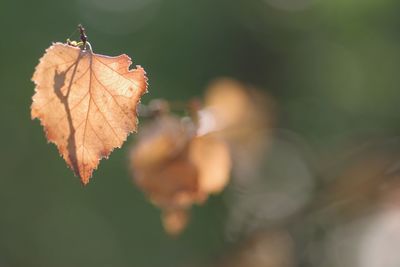 Close-up of autumn leaf