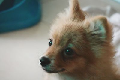 Close-up of dog looking away