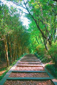 Empty footpath amidst trees in park