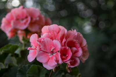 Close-up of pink flowering plant