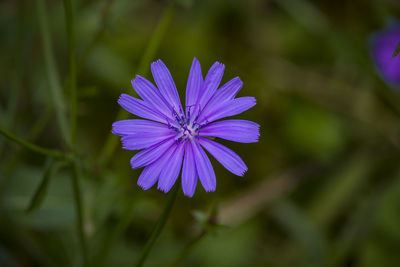 Close-up of purple flower blooming outdoors