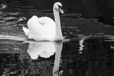 Close-up of swan swimming on lake