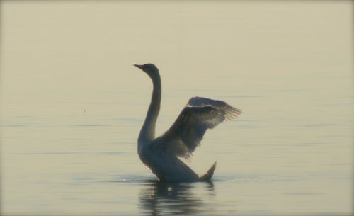 Bird in water