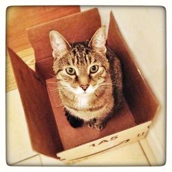 Close-up portrait of cat