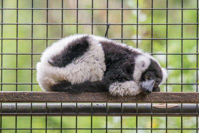 Full length of depressed animal in captivity