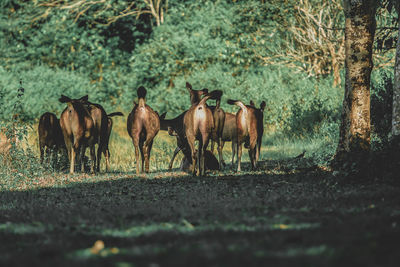 Horses in a field