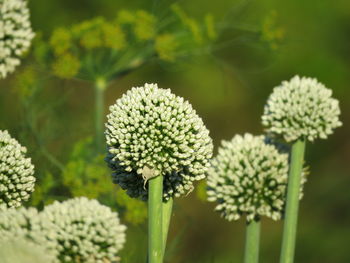 Close-up of flowering plant