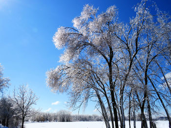 Low angle view of bare trees against blue sky