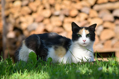 Portrait of a cat on field