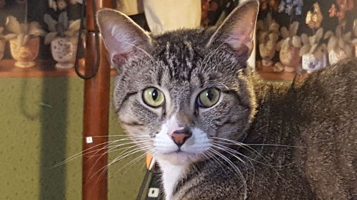 Close-up portrait of tabby cat