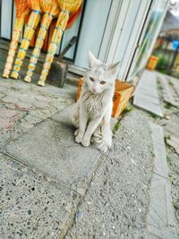 Cat sitting on footpath