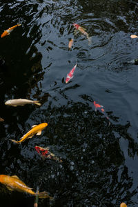 High angle view of koi carps swimming in lake