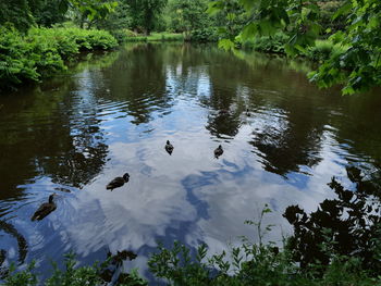 High angle view of ducks swimming in lake