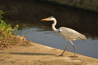 Bird on a wetlands