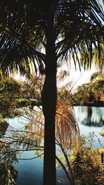 Palm trees by pond