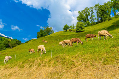 Sheep grazing on field against sky