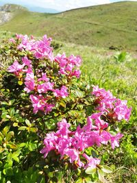 Close-up of pink flowers blooming on field