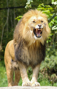 Portrait of a roaring lion