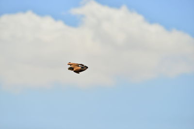 Low angle view of bird flying against sky