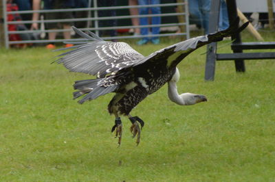 Close-up of eagle flying
