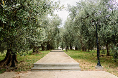 Footpath amidst trees in park