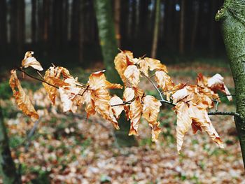 Close-up of leaves on tree trunk