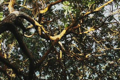 Low angle view of tree against sky