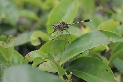 Close-up of insect on leaf