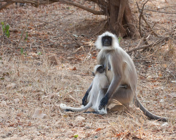Monkey sitting outdoors