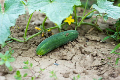 Fresh bio cucumber in garden outdoor