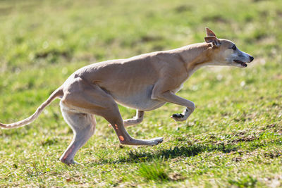 Close-up of dog on field