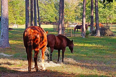 Horses in a field