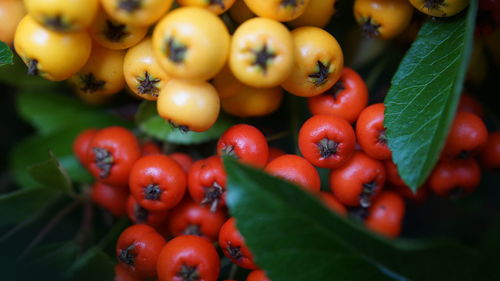 Close-up of tomatoes growing on tree