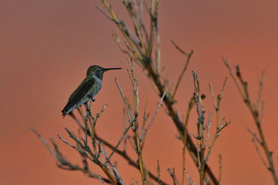 Bird perching on a tree