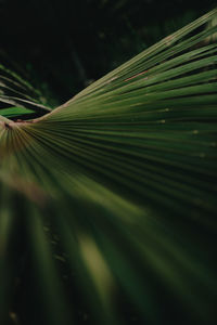 Close-up of palm leaves