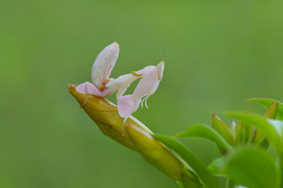 Close-up of flowering plant