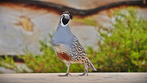 Close-up of bird perching outdoors