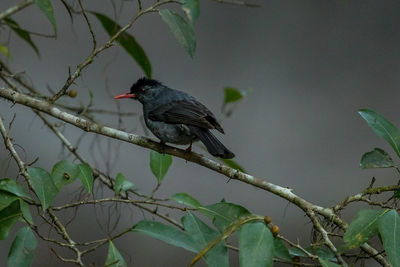 Bird perching on a branch