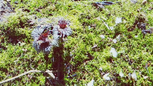 View of plants growing outdoors