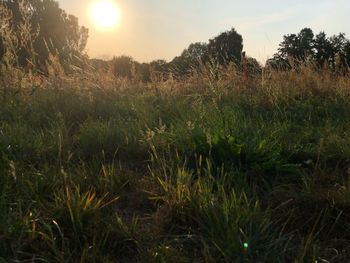 Grass growing in field at sunset