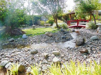 View of pebbles and plants in water