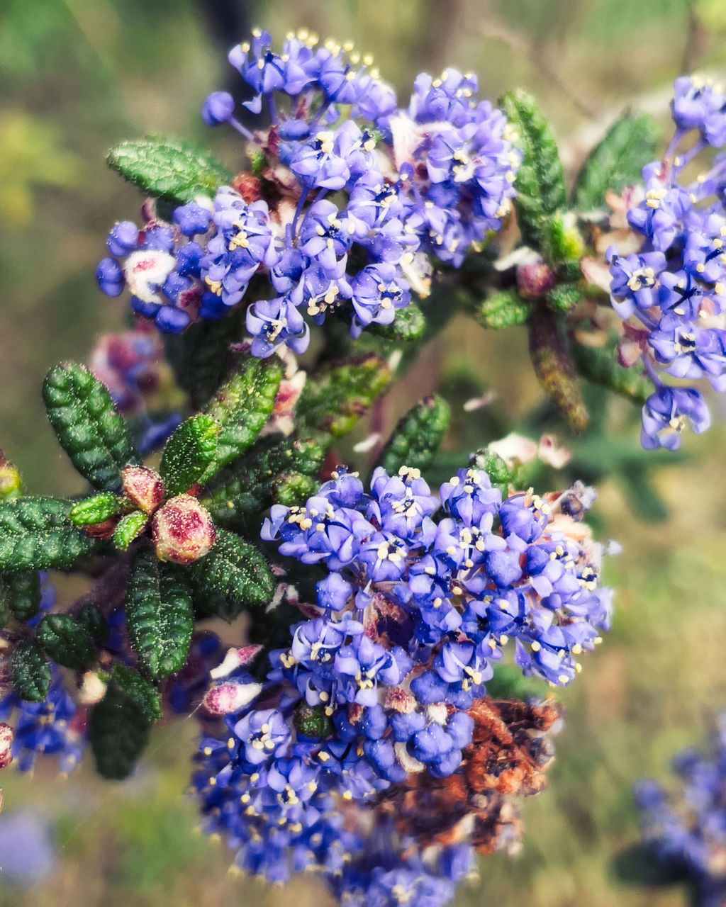 plant, flower, flowering plant, beauty in nature, purple, freshness, nature, close-up, growth, fragility, no people, blue, botany, selective focus, day, focus on foreground, outdoors, plant part, food and drink, food, sunlight, lilac, blossom, flower head, wildflower, leaf, inflorescence, herb, summer, tree, multi colored, springtime