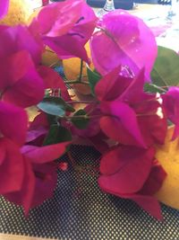 Close-up of pink flowering plant