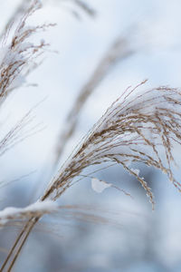 Close-up of stalks in field against sky