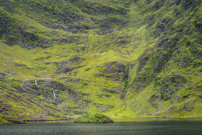 Plants growing on land