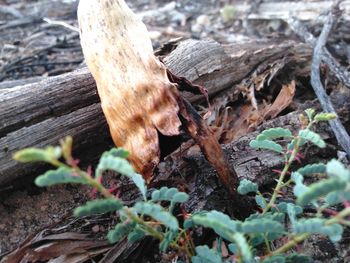 Close-up of tree trunk in forest