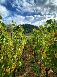 Plants growing in vineyard