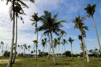 Coconut palm trees against sky