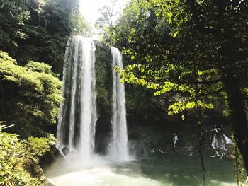 Low angle view of waterfall in forest